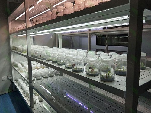 海安植物组织培养实验室设计建设方案